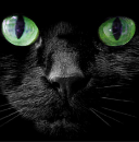 Creative commons Black cat