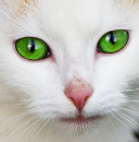 Public domain white cat